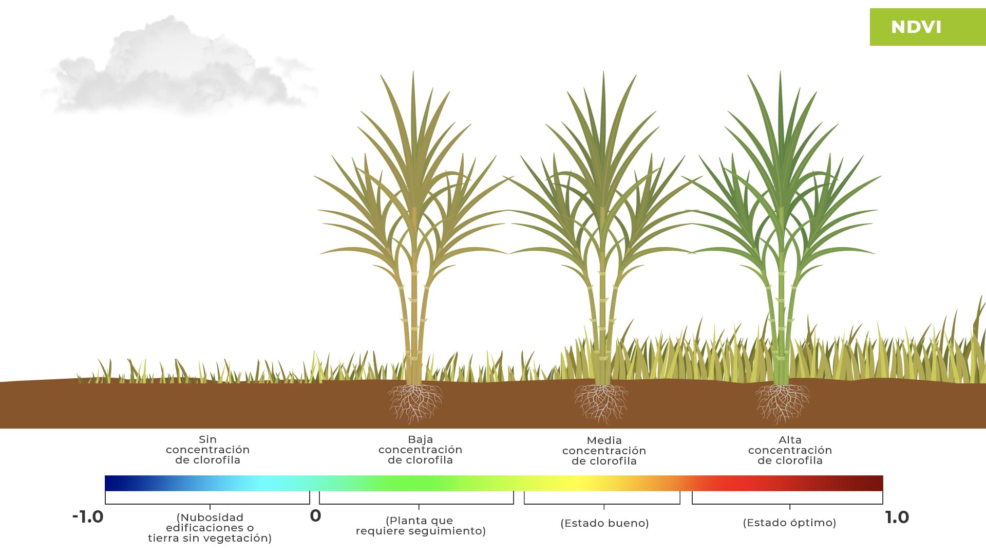 Diagrama de Estados NDVI - Ejemplificación visual de cómo las plantas reflejan luz según su salud